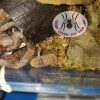 ISOPOD